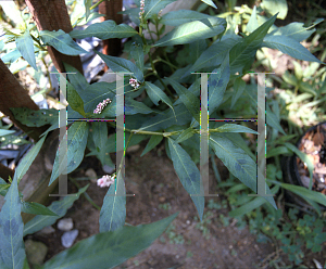 Picture of Polygonum pennsylvanicum 