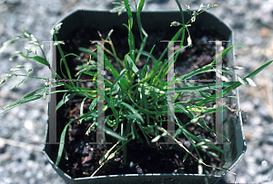 Picture of Poa annua 