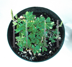 Picture of Oxalis stricta 