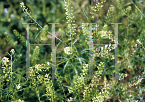 Picture of Lepidium virginicum 