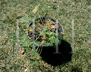 Picture of Geranium carolinianum 