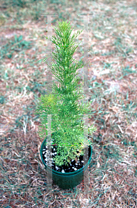 Picture of Eupatorium capillifolium 