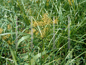 Picture of Cyperus esculentus 