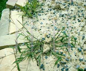 Picture of Digitaria sanguinalis 