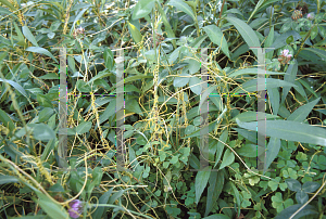 Picture of Cuscuta campestris 