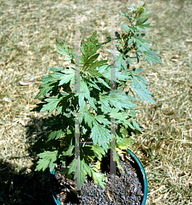 Picture of Artemisia vulgaris 