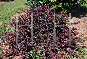 Picture of Berberis thunbergii 'Royal Burgundy'