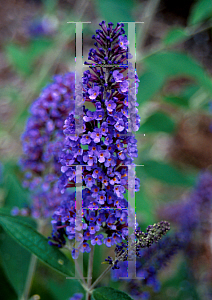 Picture of Buddleia davidii 'Ellen's Blue'