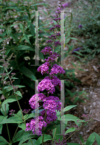 Picture of Buddleia x 'Opera'