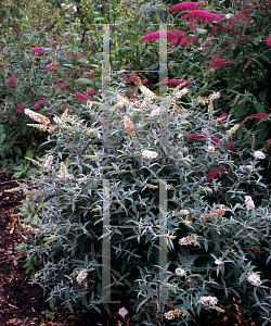 Picture of Buddleia davidii 'White Ball'