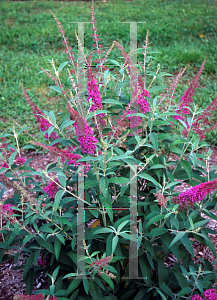 Picture of Buddleia davidii 'Summer Beauty'