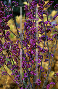 Picture of Callicarpa dichotoma 'Issai'