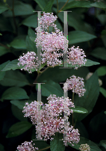 Picture of Ceanothus x pallidus var. roseus 