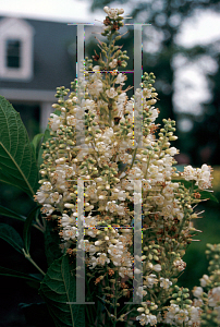 Picture of Clethra alnifolia 'Ann Bidwell'