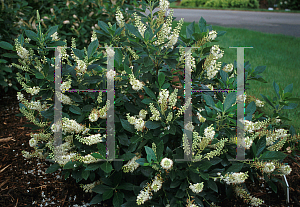 Picture of Clethra alnifolia 'Hummingbird'