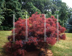 Picture of Cotinus coggygria 