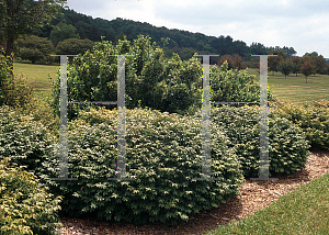 Picture of Euonymus alatus 'Rudy Haag'