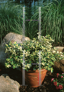 Picture of Euonymus fortunei 'Interbolwi (Blondy®)'
