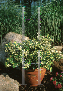 Picture of Euonymus fortunei 'Interbolwi (Blondy)'