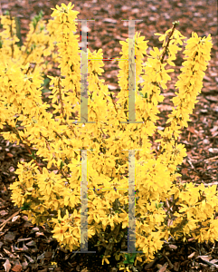 Picture of Forsythia x 'Boucledor'