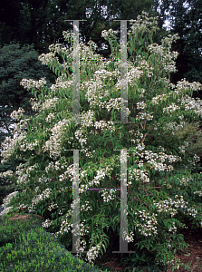 Picture of Heptacodium miconioides 