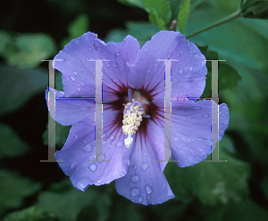 Picture of Hibiscus syriacus 'Marina(Blue Satin)'