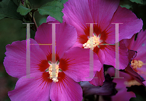 Picture of Hibiscus syriacus 'Russian Violet'