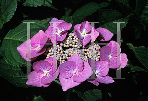 Picture of Hydrangea macrophylla 'Taube'