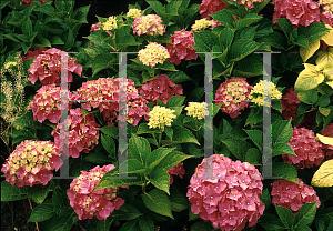 Picture of Hydrangea macrophylla 'Tolivit'