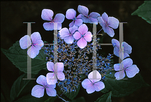 Picture of Hydrangea macrophylla 'Blue Wave'