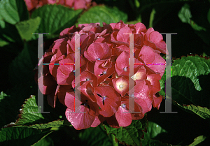 Picture of Hydrangea macrophylla 'Masja'