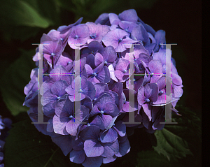 Picture of Hydrangea macrophylla 'Goliath'