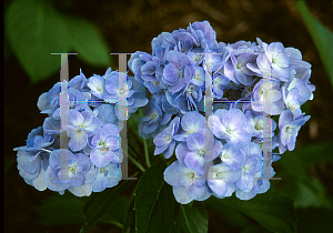 Picture of Hydrangea macrophylla 'Domotoi'