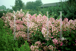 Picture of Hydrangea paniculata 'Pink Diamond'