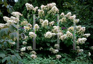 Picture of Hydrangea paniculata 'Unique'