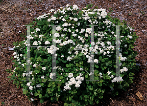 Picture of Spiraea betulifolia 'Tor'