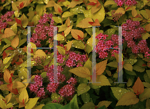 Picture of Spiraea japonica 'Magic Carpet'