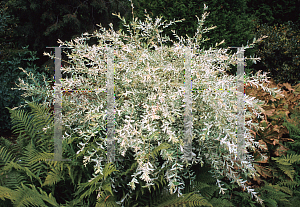 Picture of Salix integra 'Hakuro Nishiki'