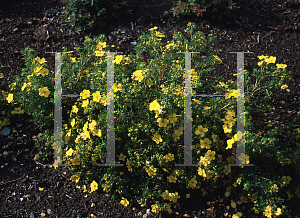 Picture of Potentilla fruticosa 'Dakota Sunrise'