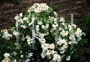 Picture of Philadelphus coronarius 'Buckley's Quill'