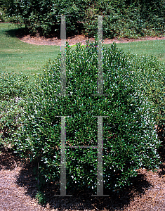 Picture of Ilex glabra 'Shamrock'