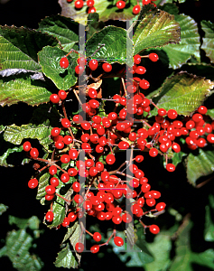 Picture of Viburnum dilatatum 'Erie'