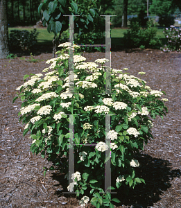 Picture of Viburnum dentatum 'Christom (Blue Muffin)'