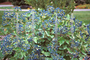 Picture of Viburnum dentatum 'Christom (Blue Muffin)'