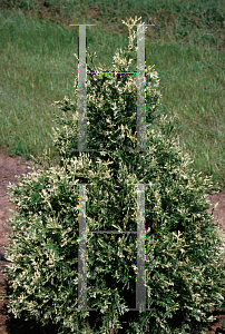 Picture of Thuja occidentalis 'Wans Dyke Silver'