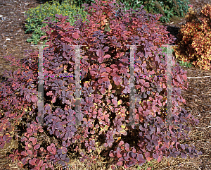 Picture of Spiraea betulifolia 'Tor'