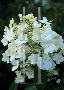 Picture of Hydrangea paniculata 'White Moth'