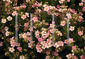 Picture of Potentilla fruticosa 'Pink Beauty'