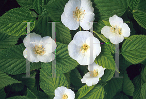 Picture of Rhodotypos scandens 