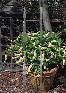Picture of Itea virginica 'Sprich (Little Henry)'
